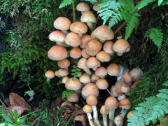 Hypholoma lateritium