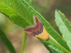 Eublemma caffrorum