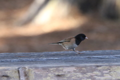 Junco hyemalis pinosus