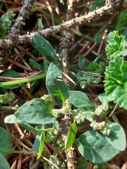 Chenopodium vulvaria