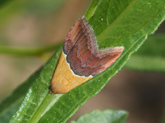 Eublemma caffrorum