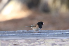 Junco hyemalis pinosus