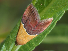 Eublemma caffrorum