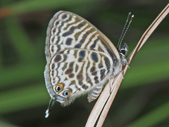 Leptotes pirithous