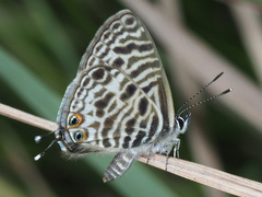 Leptotes pirithous
