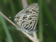 Leptotes pirithous
