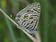 Leptotes pirithous