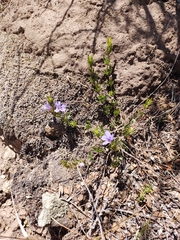 Dyschoriste humilis