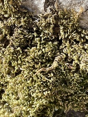 Homalothecium nuttallii