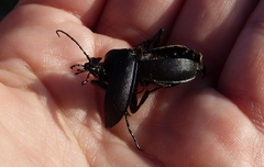 Carabus purpurascens