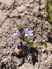Dyschoriste humilis