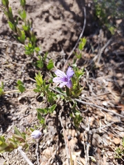 Dyschoriste humilis