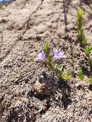 Dyschoriste humilis