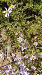 Felicia fruticosa
