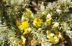 Aspalathus acanthophylla