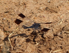 Brachythemis leucosticta