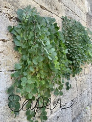 Capparis