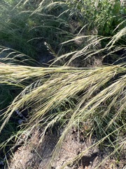 Aristida lanosa