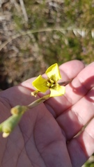 Moraea bellendenii