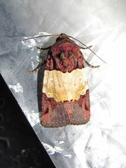 Hampsonodes naevia