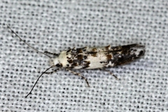 Leptozestis harmosta