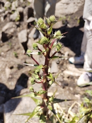 Eryngium horridum