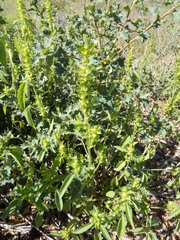 Acalypha neomexicana