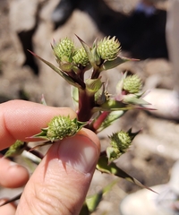 Eryngium horridum