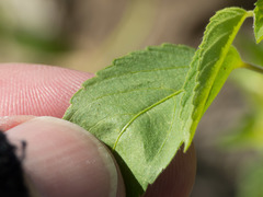 Acalypha neomexicana