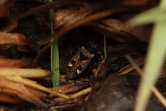 Caprochromus moerens