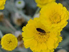 Melacoryphus lateralis