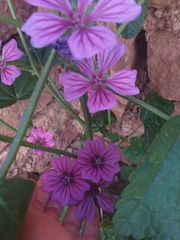 Malva sylvestris