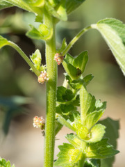 Acalypha neomexicana