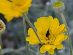 Melacoryphus lateralis