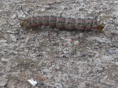 Anisota virginiensis