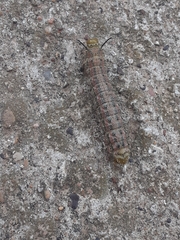 Anisota virginiensis