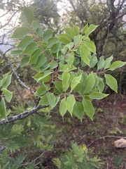 Sclerocarya birrea caffra