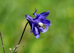 Aquilegia vulgaris