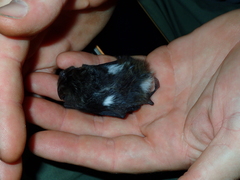 Barbastella barbastellus