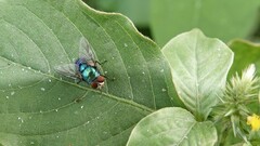 Lucilia eximia