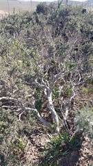 Osteospermum spinosum