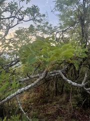 Sclerocarya birrea caffra