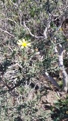 Osteospermum spinosum