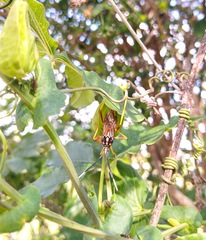 Holhymenia histrio