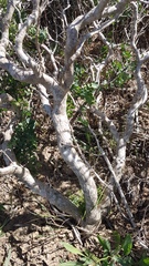Osteospermum spinosum