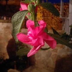 Alcea rosea