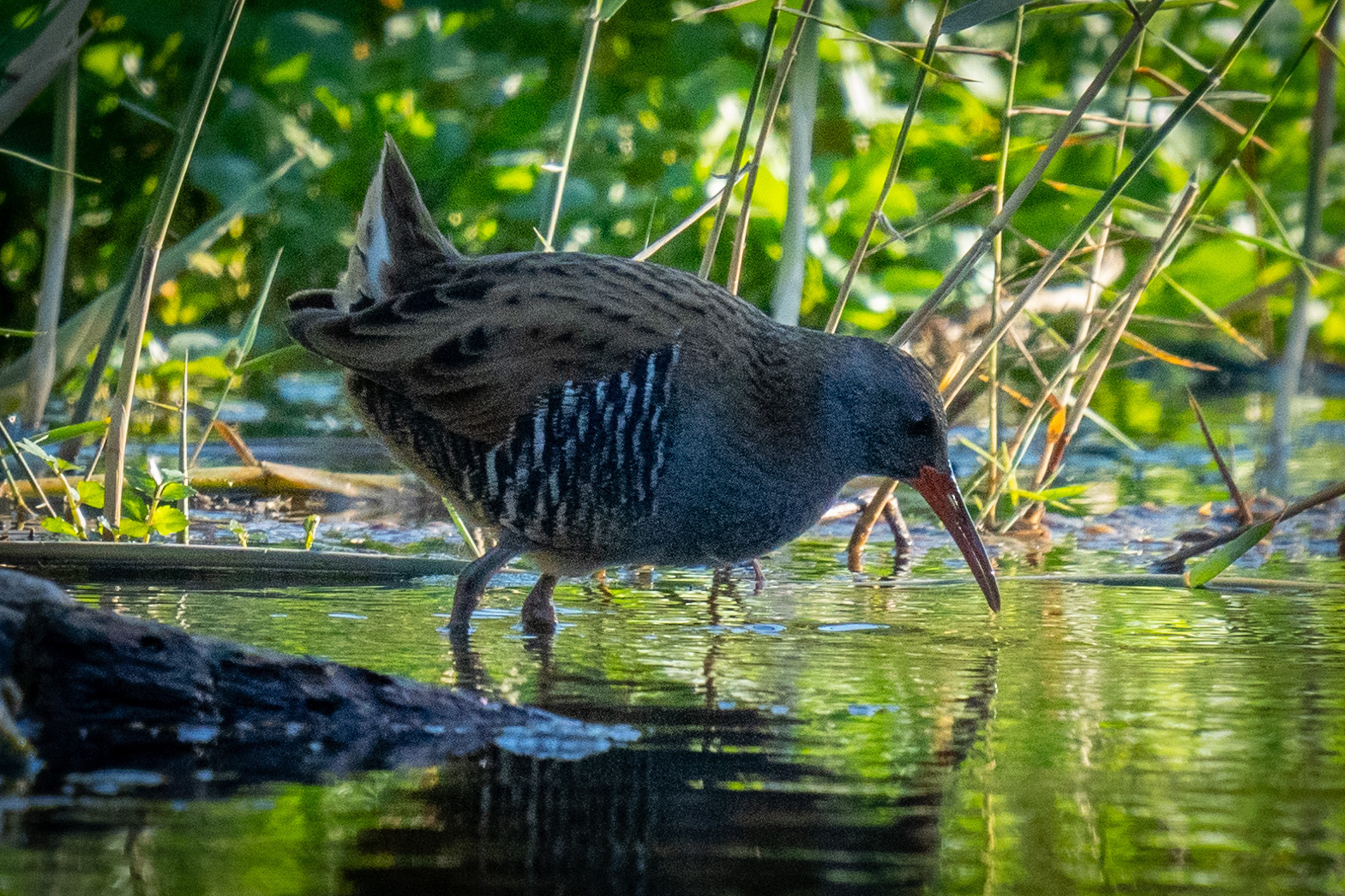 Water Rail