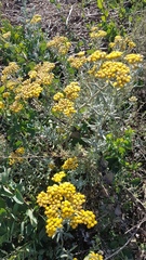 Helichrysum revolutum