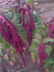 Amaranthus caudatus