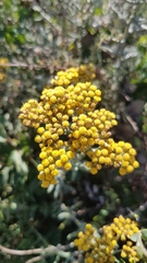 Helichrysum revolutum